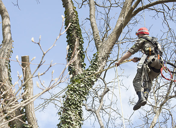 San Bernardino Tree Trimming