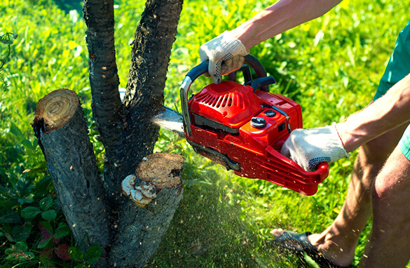 Stump Removal Lexington, KY