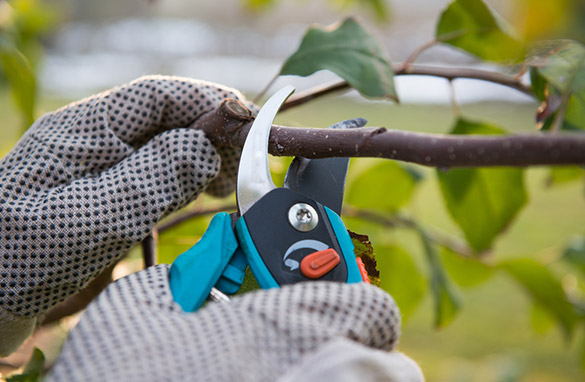 tree-pruning