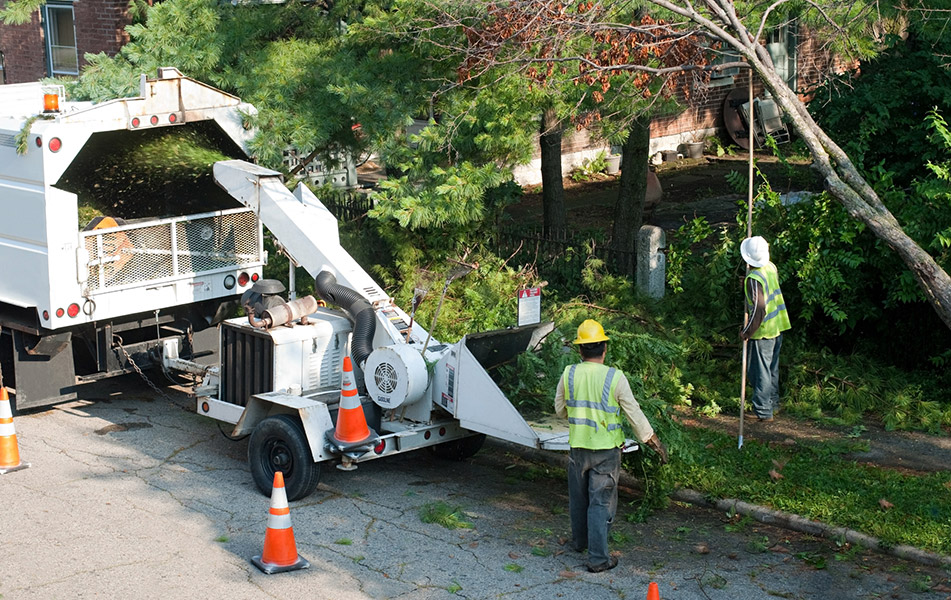 Professional San Bernardino Tree Service