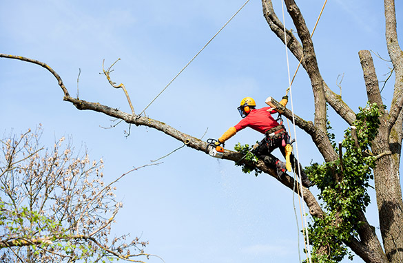 Pembroke Pines Tree Trimming