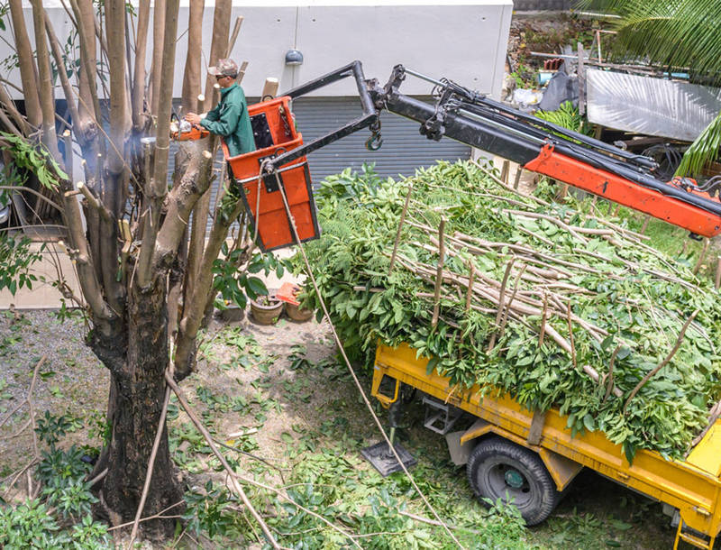 tree-service-removals-2