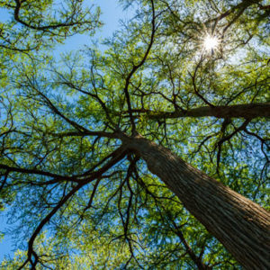 10 Fascinating Facts About Austin’s Trees
