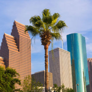 Palm Trees Houston Proper Care And Maintenance