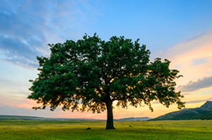 10 Signs Of A Stressed Oak Tree In Fort Worth