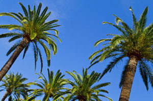 10 Types Of Palm Trees In Houston, Texas