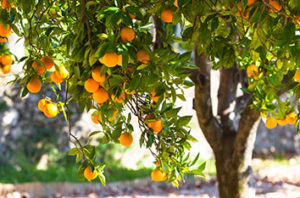 Best Citrus Trees In Houston