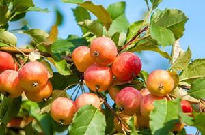 Best Fruit Trees That Grow In Dallas Texas