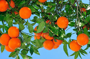 Best Orange Trees For Houston