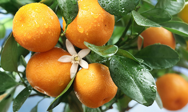 Can_you_grow_citrus_trees_in_Houston_