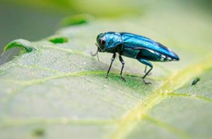 Emerald Ash Borer In Dallas Trees - Causes And Treatment