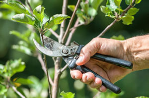When It's The Right Time For Tree Pruning In Houston