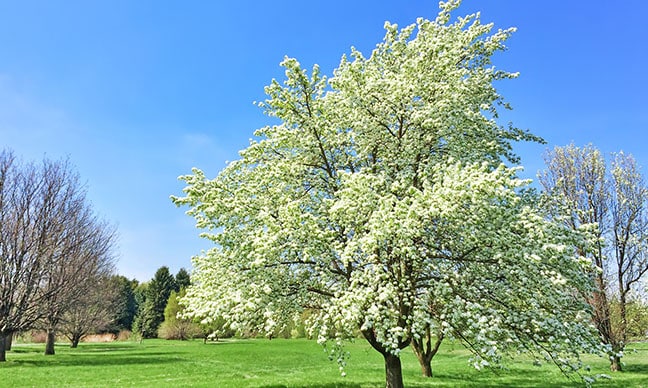 Redbuds