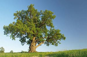 Acute Oak Decline Treatment In Fort Worth