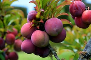 Best Fruit And Nut Trees For Austin