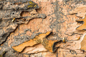 How To Get Rid Of Termites In Trees In Fort Worth