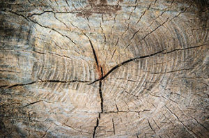 Tree Cracks Are Potential Hazard In Frisco Trees