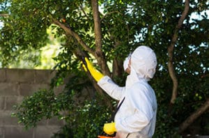 5 Keller Tree Pests and Diseases