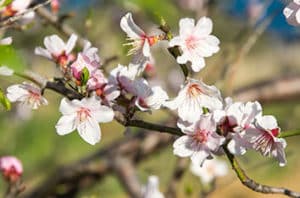 Best Fruit And Nut Trees For Baytown