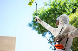 How To Stop Waco Tree Pests And Diseases