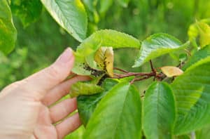 Worst Alvin Tree Pests And Diseases