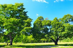 Best Trees For Bay City