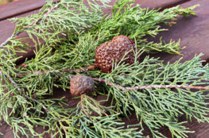 Dallas Cedar Hawthorn Rust Tree Disease