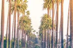 What Is Happening With Los Angeles Palm Trees?