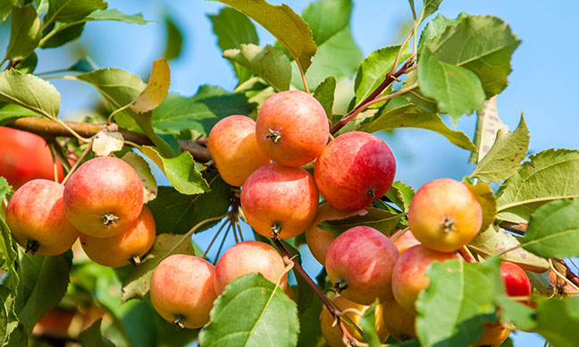 What_are_the_best_fruit_trees_to_grow_in_Southern_California_