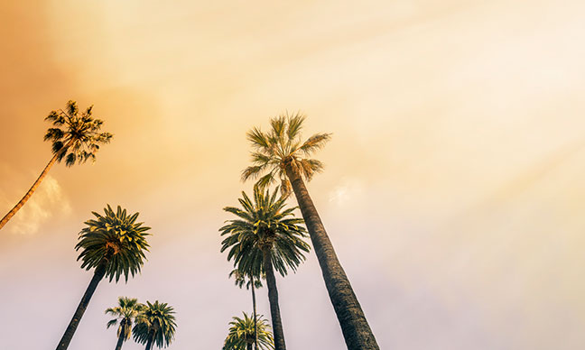 What_kind_of_palm_trees_are_in_Los_Angeles_