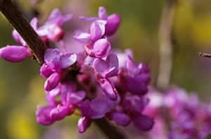 Avondale Chinese Redbud Care Guide