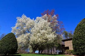 Bradford Pear Fire Blight Causes And Treatment