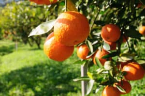 Citrus Disease Kills Tree In Rancho Cucamonga