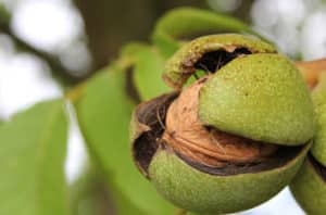 Chandler Walnut Tree Diseases And Pests