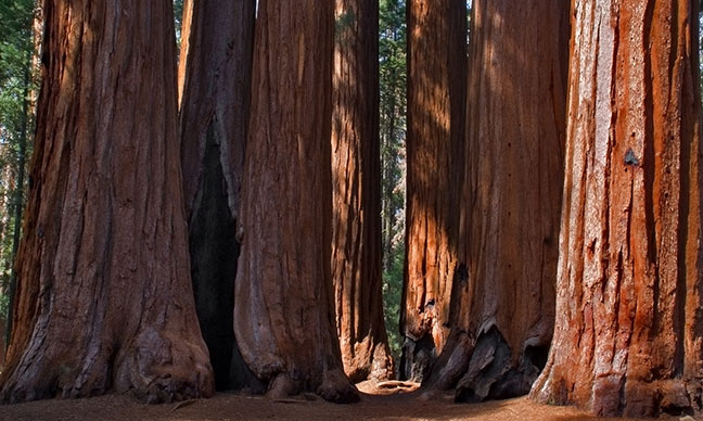 Where_are_the_giant_redwood_trees_in_California_