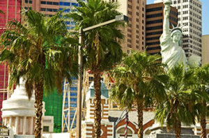 Types Of Palm Trees Las Vegas