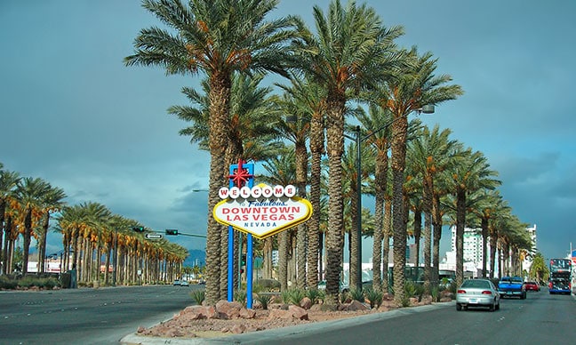 What_kind_of_palm_trees_grow_in_Las_Vegas_
