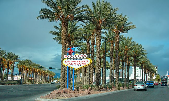 types-of-palm-trees-las-vegas-nv